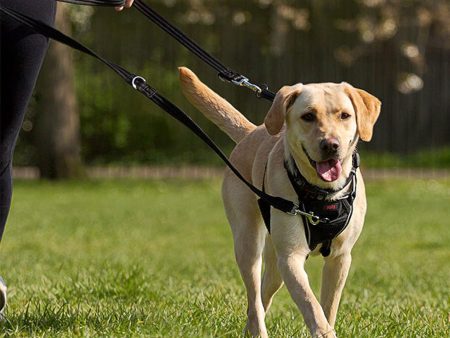 Halti Training Dog Lead - Black Online now