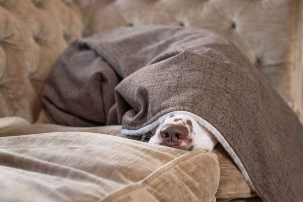 Dog & Puppy Blanket in Inchmurrin Umber by Lords & Labradors Online Hot Sale