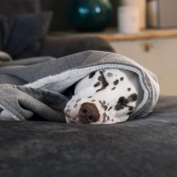 Dog & Puppy Blanket in Inchmurrin Ground by Lords & Labradors Supply