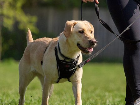 Halti No Pull Dog Harness Cheap